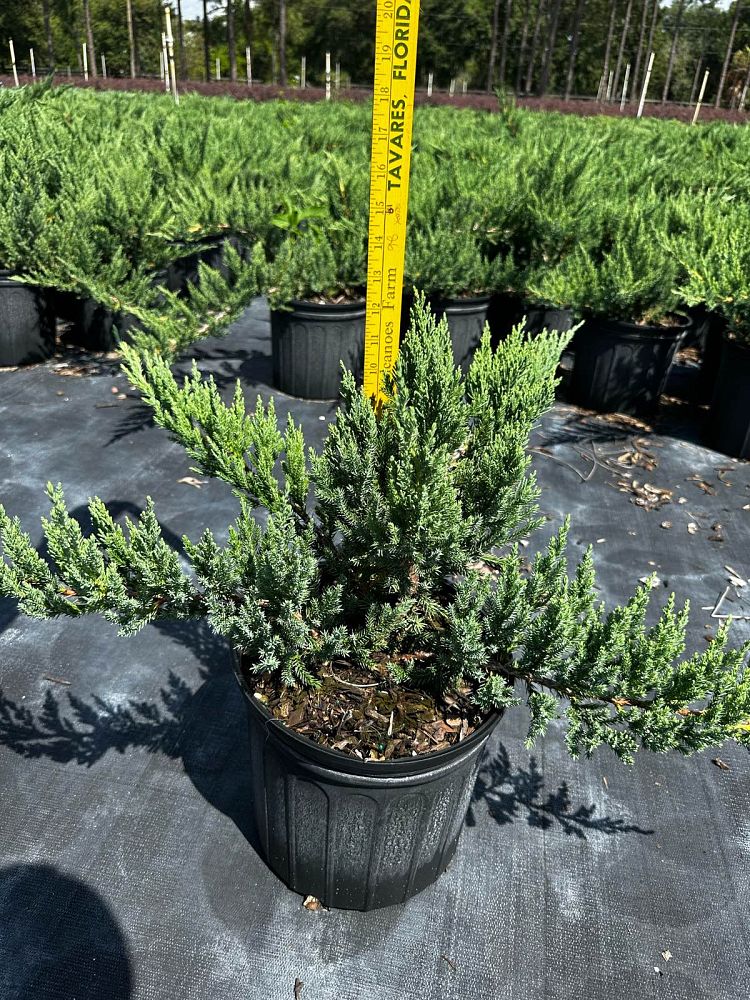 juniperus-chinensis-parsonii-chinese-juniper