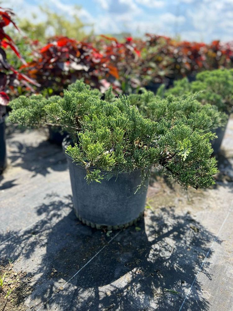 juniperus-chinensis-parsonii-chinese-juniper