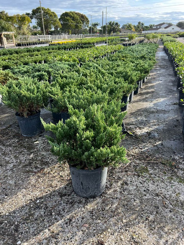 juniperus-chinensis-parsonii-chinese-juniper