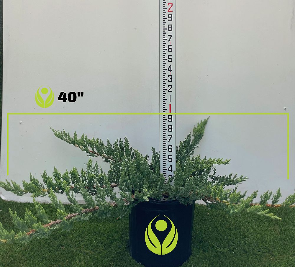 juniperus-chinensis-parsonii-chinese-juniper
