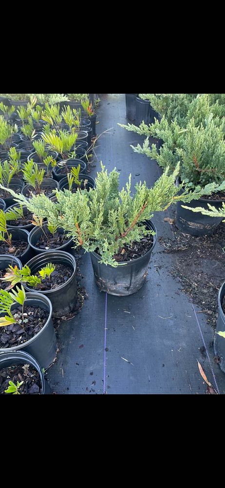 juniperus-chinensis-parsonii-chinese-juniper