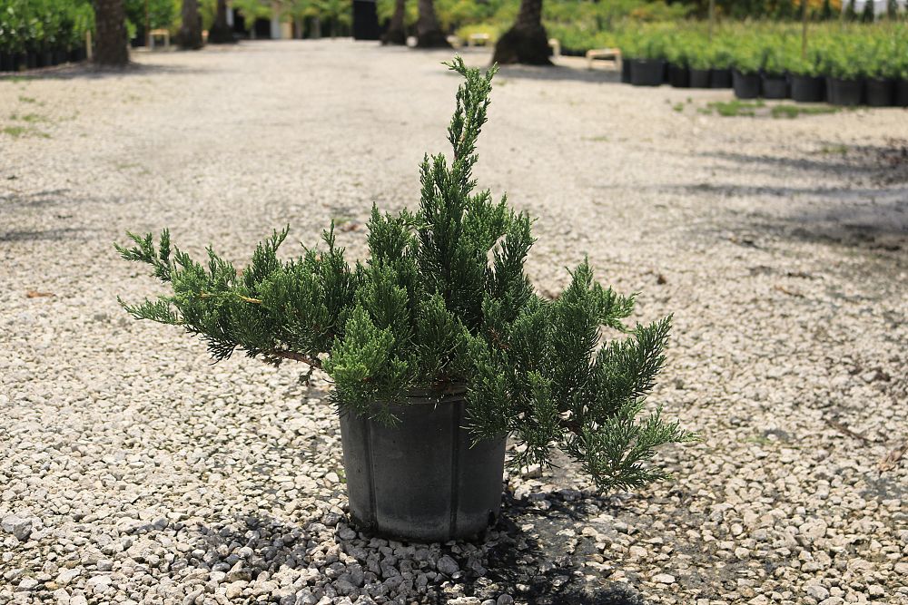 juniperus-chinensis-parsonii-chinese-juniper