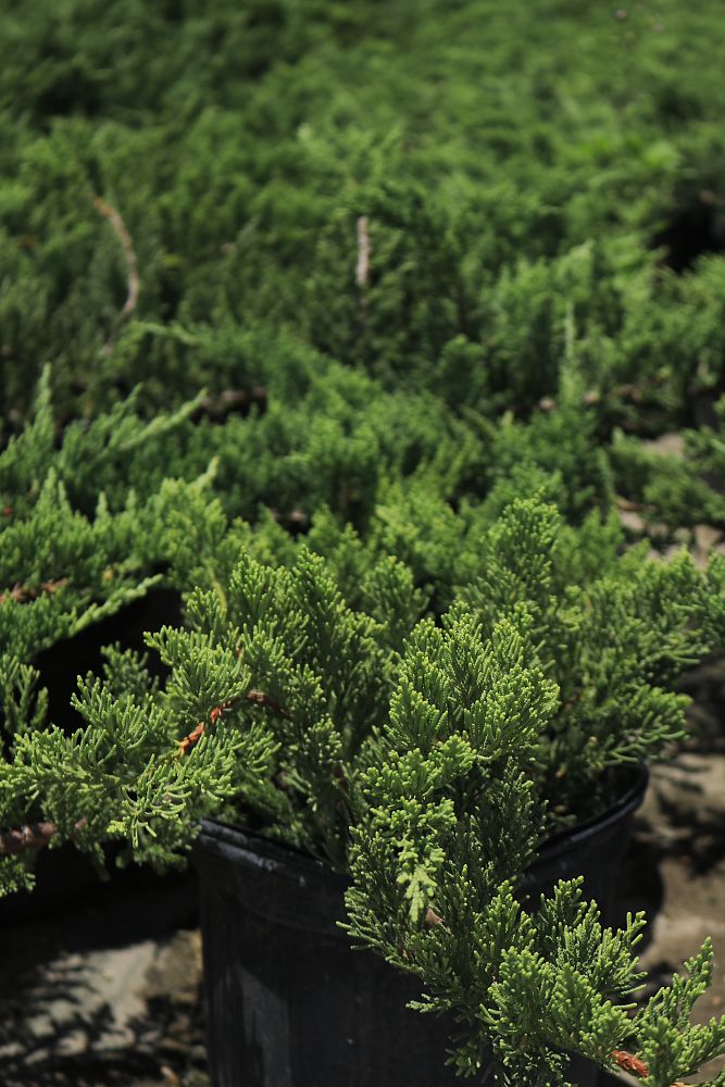juniperus-chinensis-parsonii-chinese-juniper