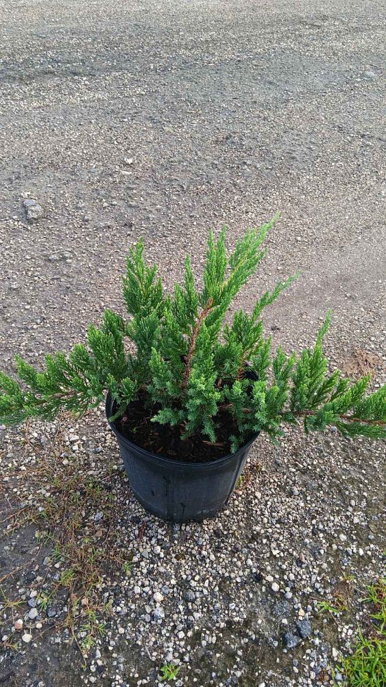 juniperus-chinensis-parsonii-chinese-juniper