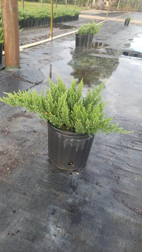 juniperus-chinensis-parsonii-chinese-juniper