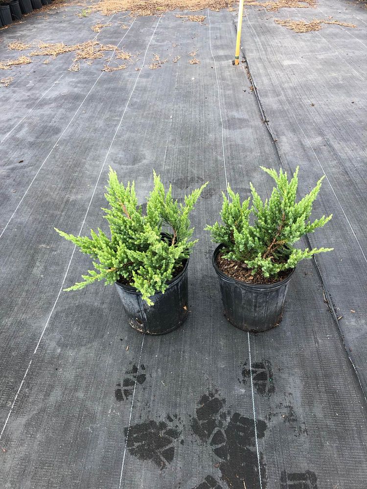 juniperus-chinensis-parsonii-chinese-juniper