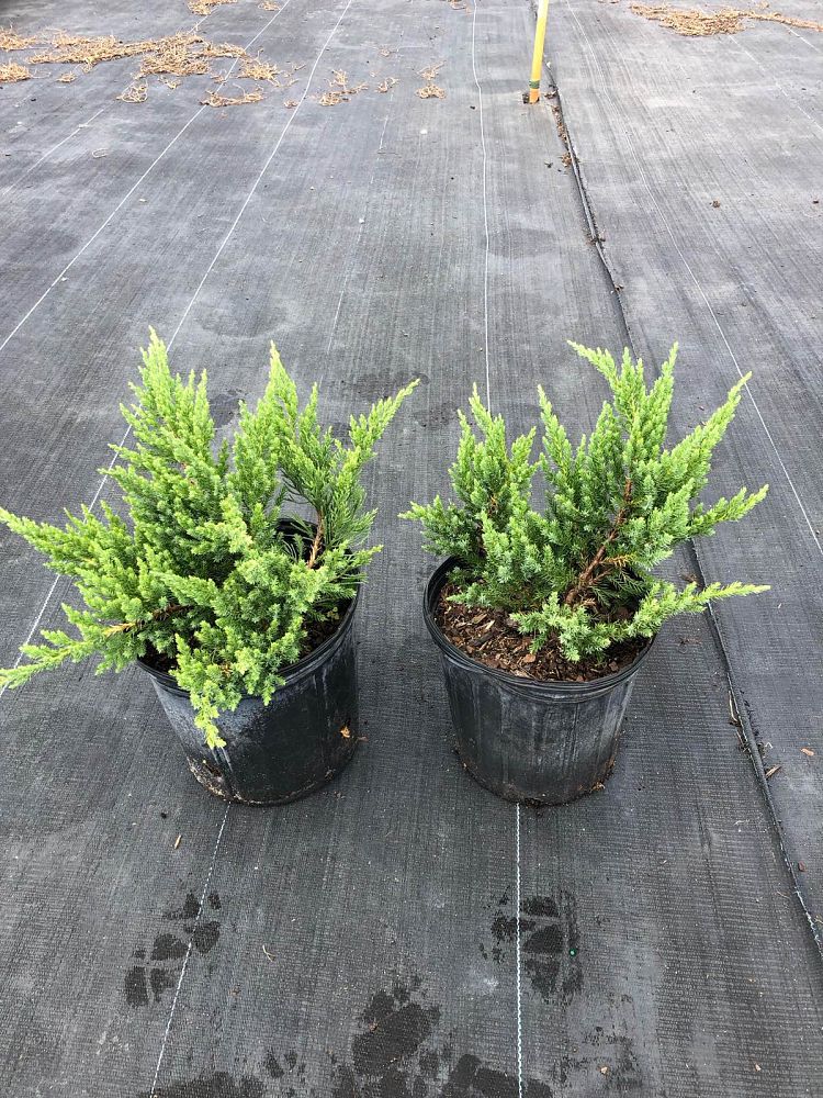 juniperus-chinensis-parsonii-chinese-juniper