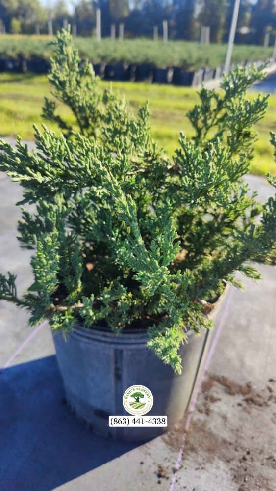 juniperus-chinensis-parsonii-chinese-juniper