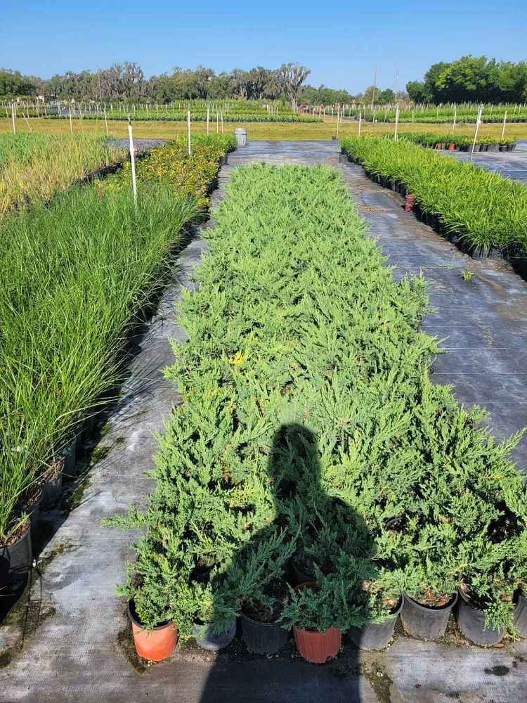 juniperus-chinensis-parsonii-chinese-juniper