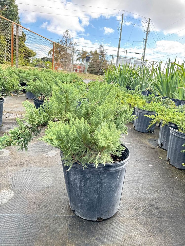 juniperus-chinensis-parsonii-chinese-juniper