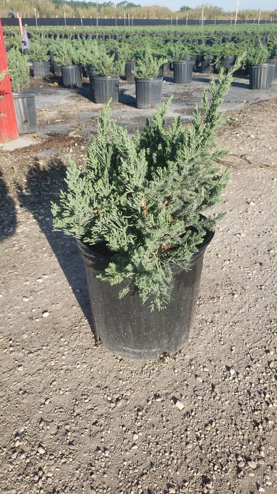 juniperus-chinensis-parsonii-chinese-juniper