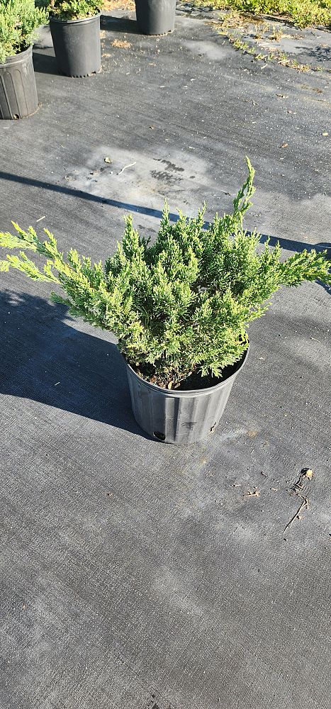 juniperus-chinensis-parsonii-chinese-juniper