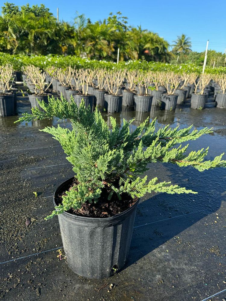 juniperus-chinensis-parsonii-chinese-juniper