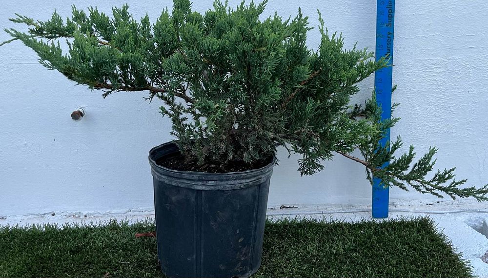 juniperus-chinensis-parsonii-chinese-juniper