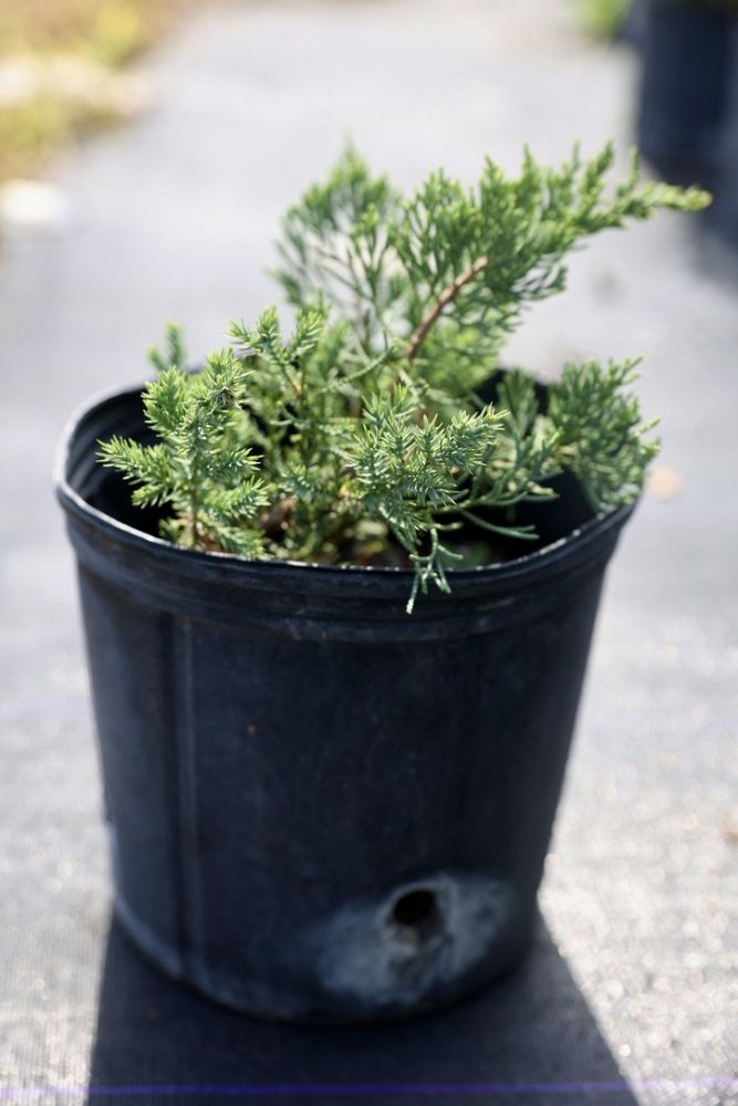 juniperus-chinensis-parsonii-chinese-juniper