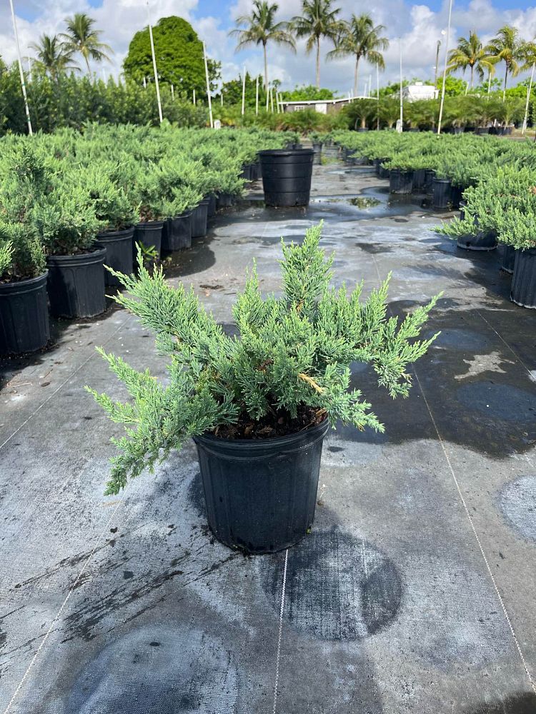 juniperus-chinensis-parsonii-chinese-juniper