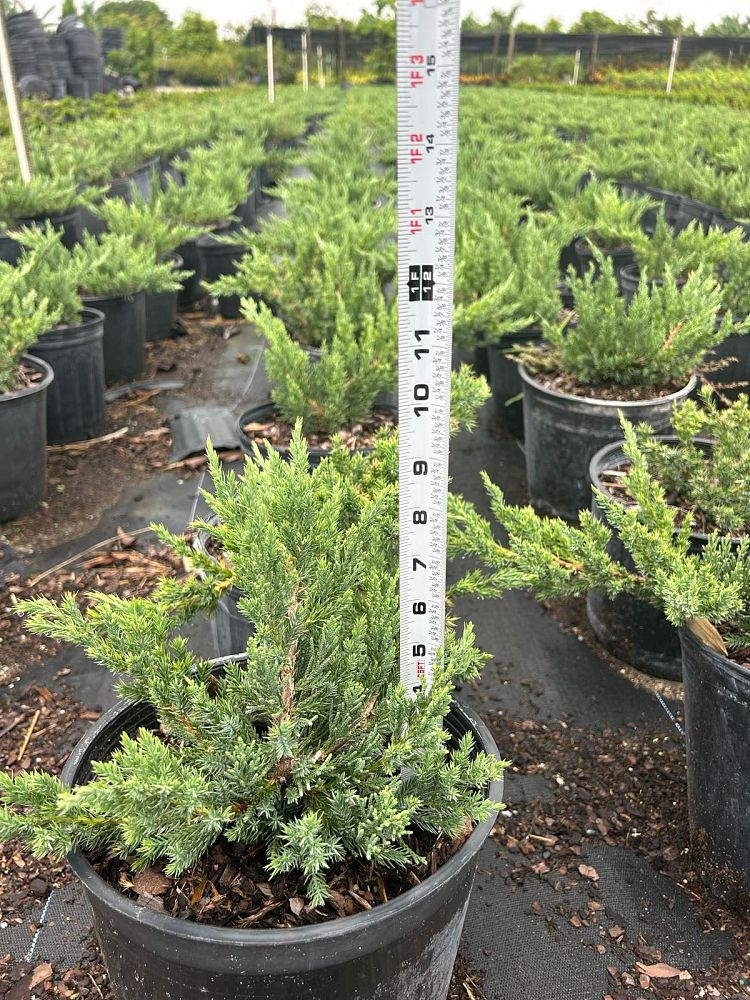 juniperus-chinensis-parsonii-chinese-juniper