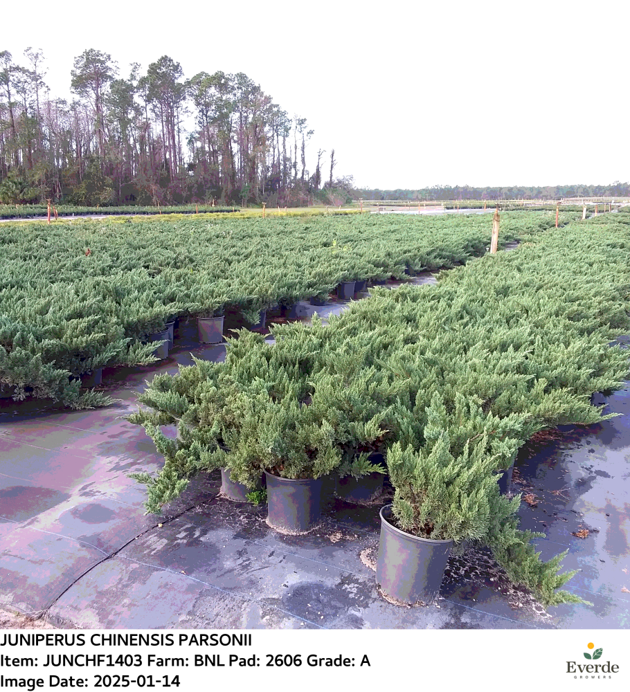juniperus-chinensis-parsonii-chinese-juniper