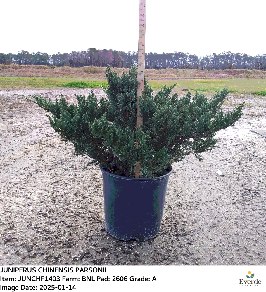 juniperus-chinensis-parsonii-chinese-juniper
