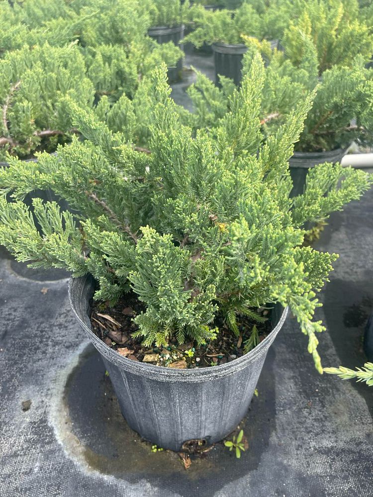 juniperus-chinensis-parsonii-chinese-juniper