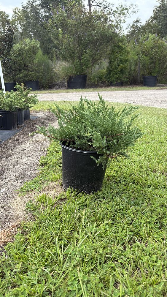 juniperus-chinensis-parsonii-chinese-juniper