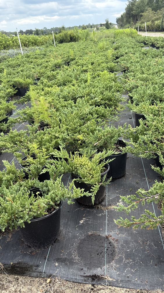juniperus-chinensis-parsonii-chinese-juniper