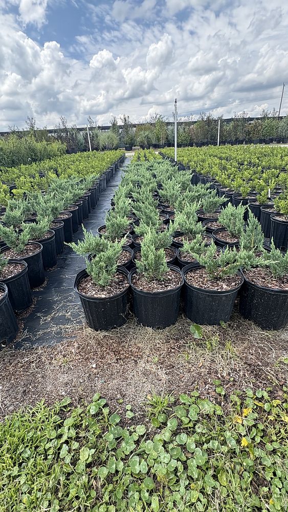 juniperus-chinensis-parsonii-chinese-juniper