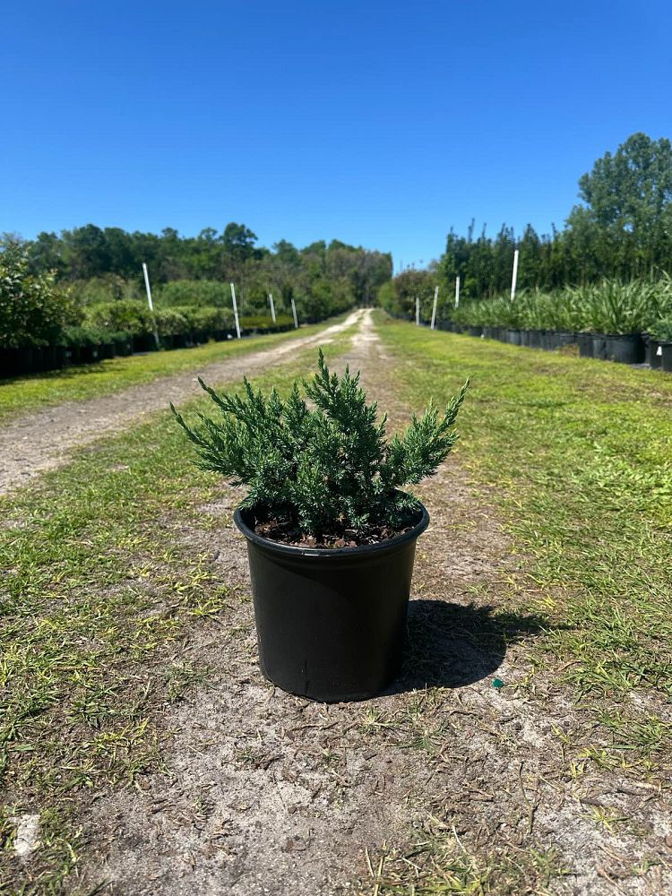 juniperus-chinensis-parsonii-chinese-juniper