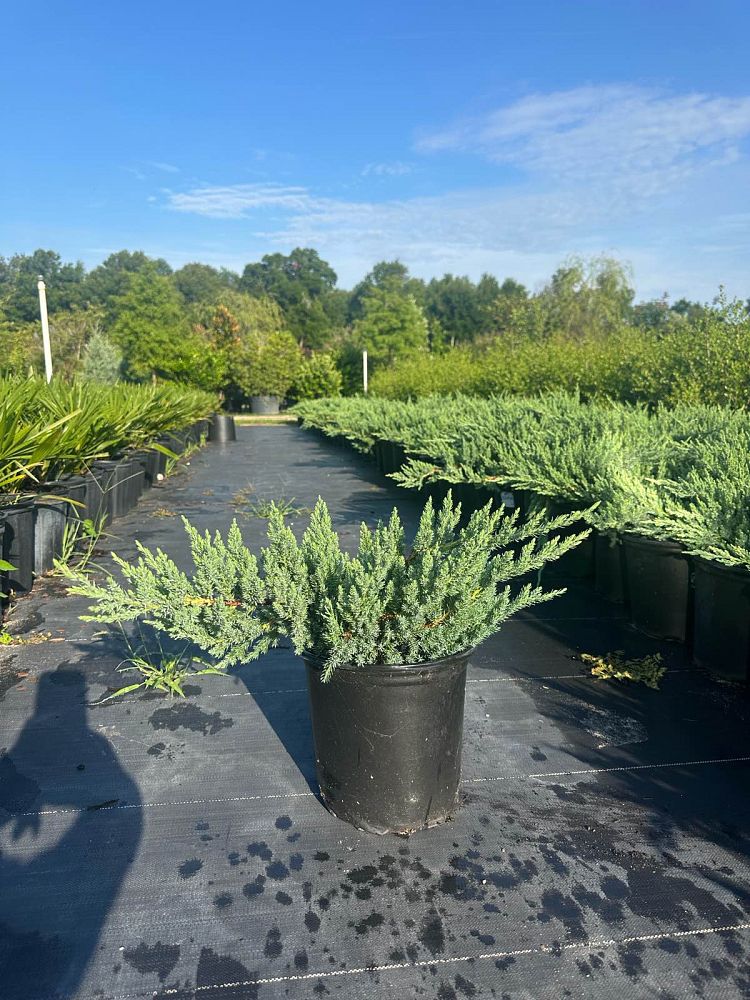 juniperus-chinensis-parsonii-chinese-juniper