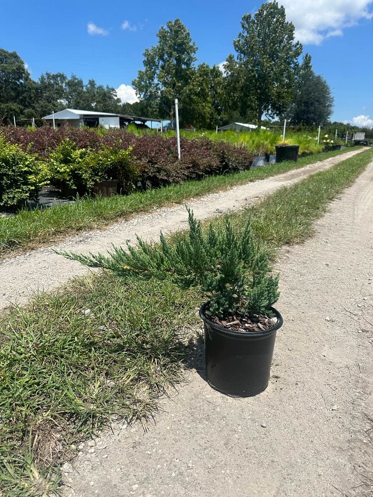 juniperus-chinensis-parsonii-chinese-juniper