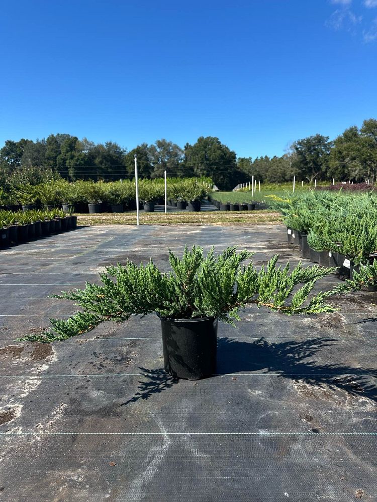 juniperus-chinensis-parsonii-chinese-juniper