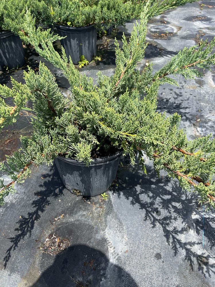 juniperus-chinensis-parsonii-chinese-juniper