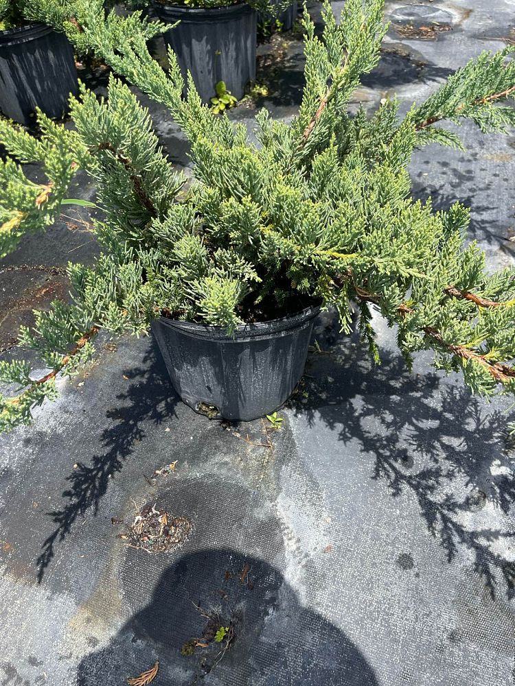 juniperus-chinensis-parsonii-chinese-juniper