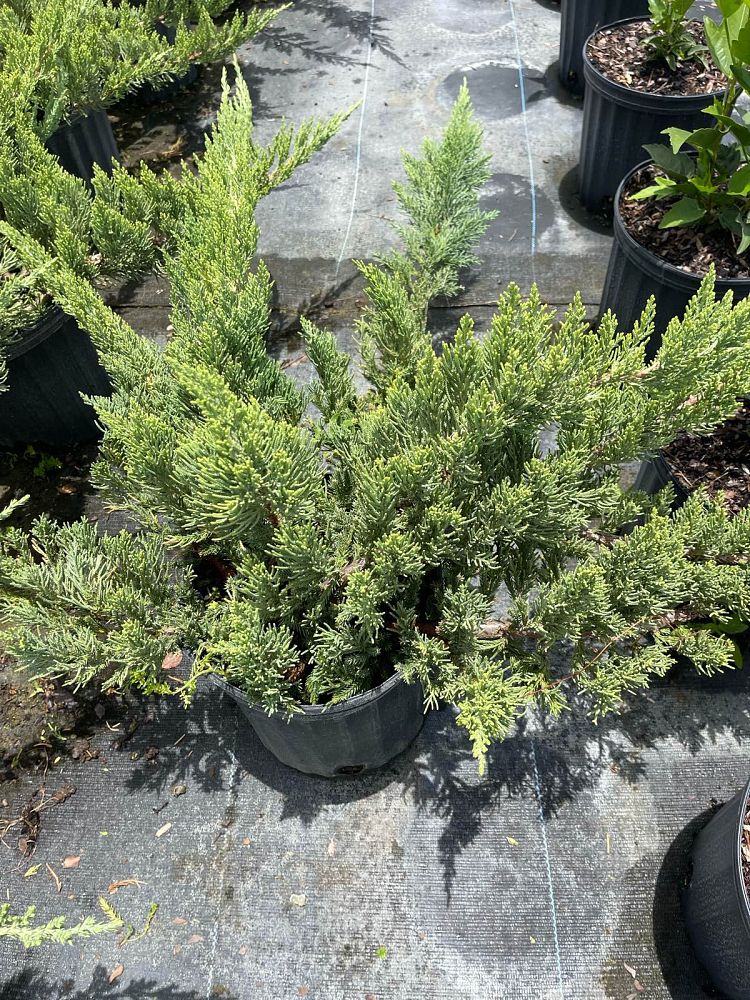 juniperus-chinensis-parsonii-chinese-juniper