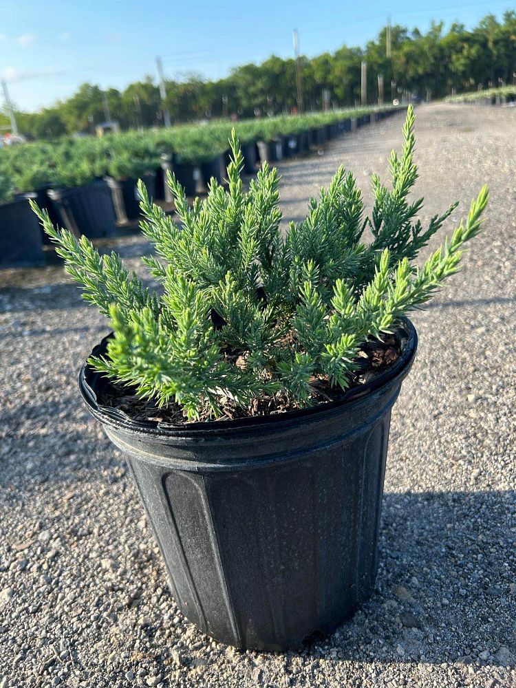 juniperus-chinensis-parsonii-chinese-juniper
