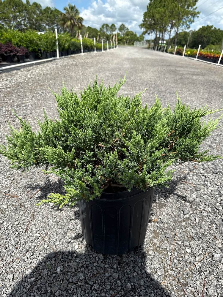 juniperus-chinensis-parsonii-chinese-juniper