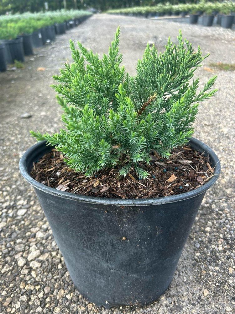juniperus-chinensis-parsonii-chinese-juniper