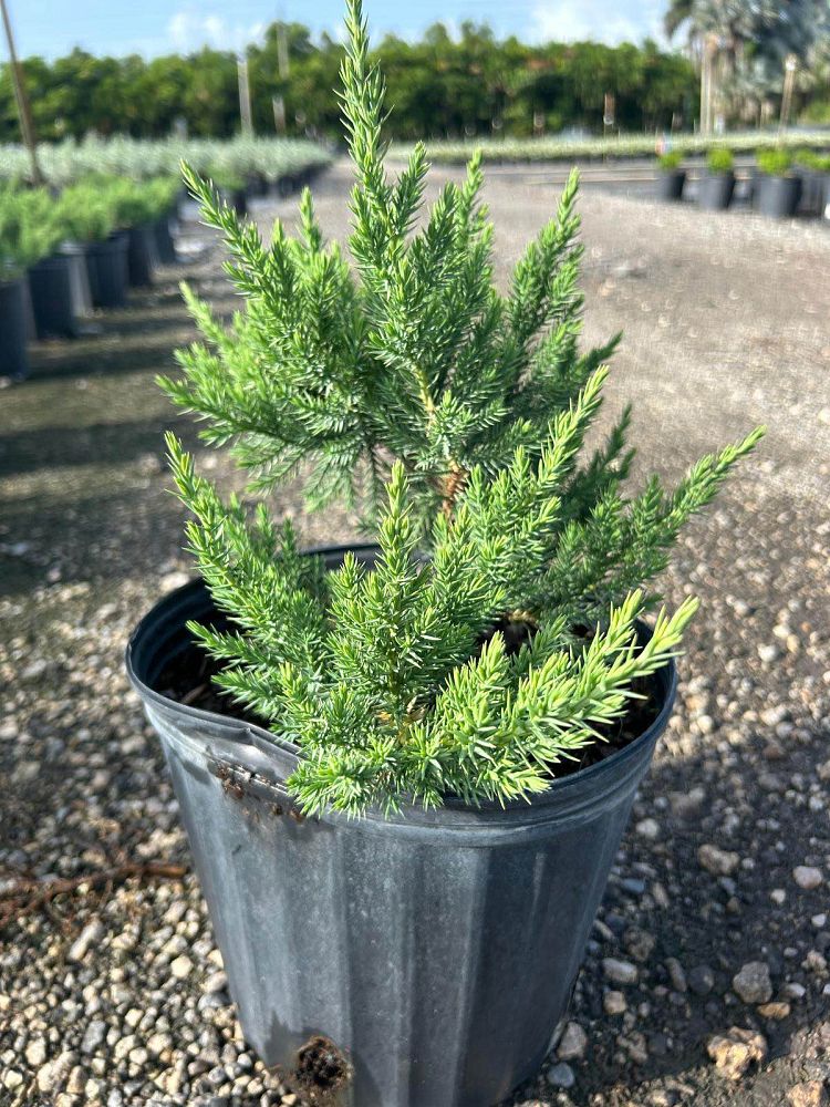 juniperus-chinensis-parsonii-chinese-juniper