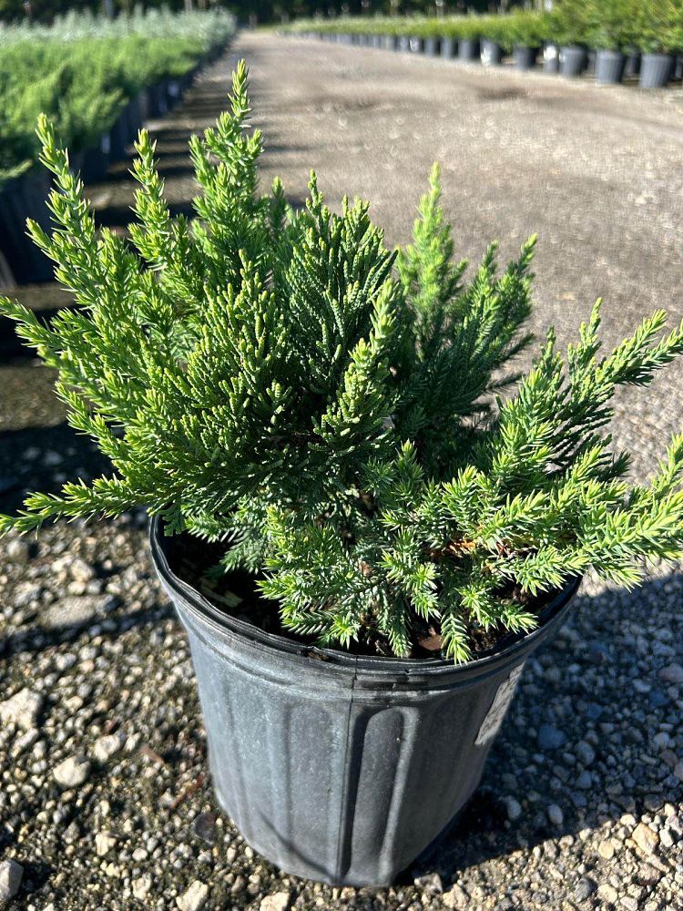 juniperus-chinensis-parsonii-chinese-juniper