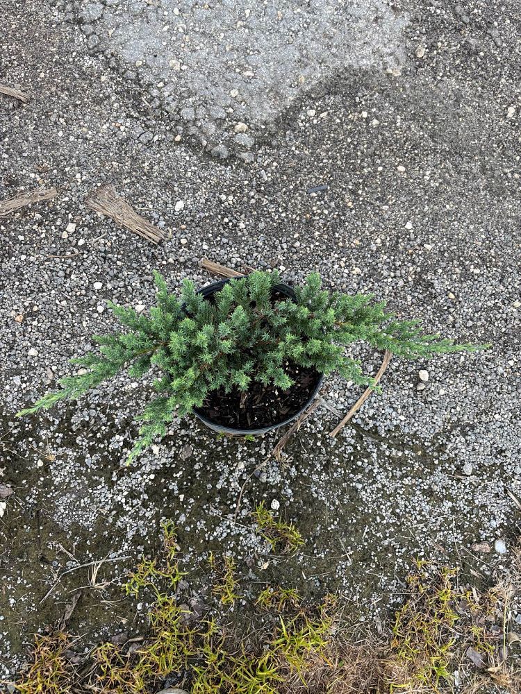 juniperus-chinensis-parsonii-chinese-juniper