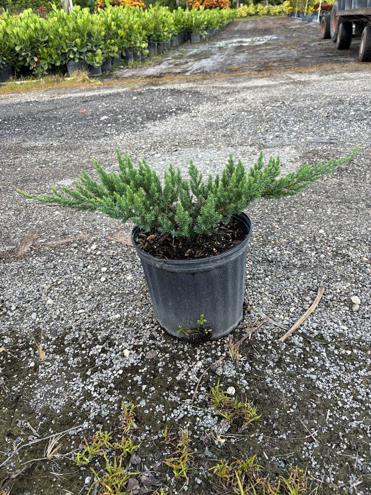 juniperus-chinensis-parsonii-chinese-juniper