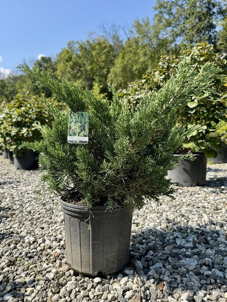 juniperus-chinensis-parsonii-chinese-juniper