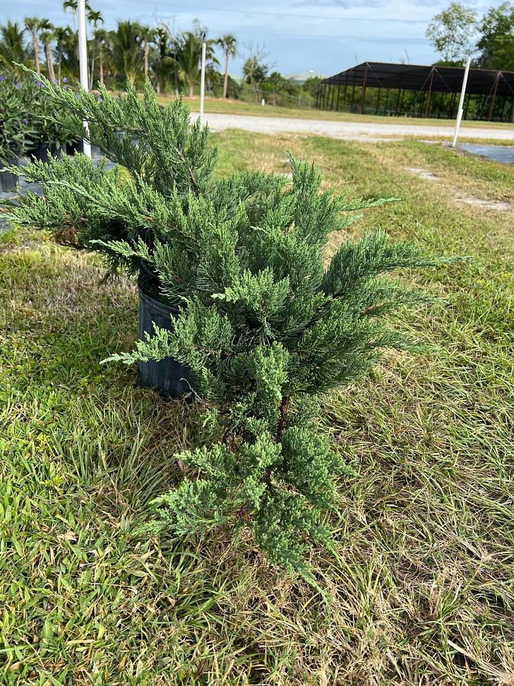 juniperus-chinensis-parsonii-chinese-juniper