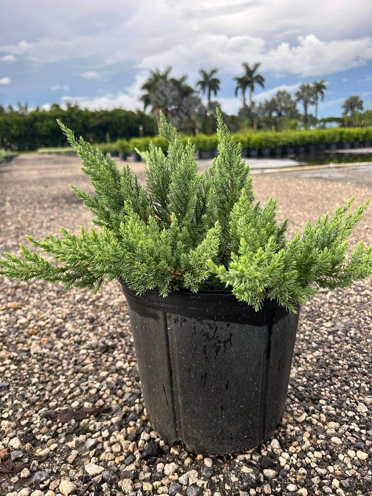 juniperus-chinensis-parsonii-chinese-juniper