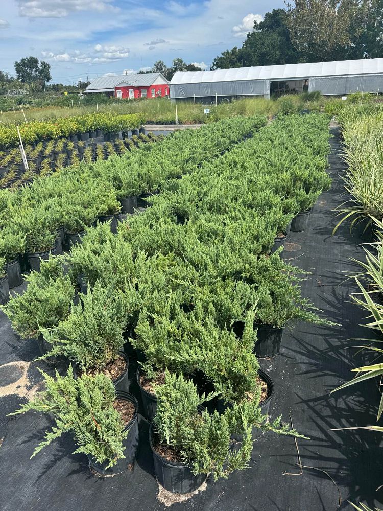 juniperus-chinensis-parsonii-chinese-juniper