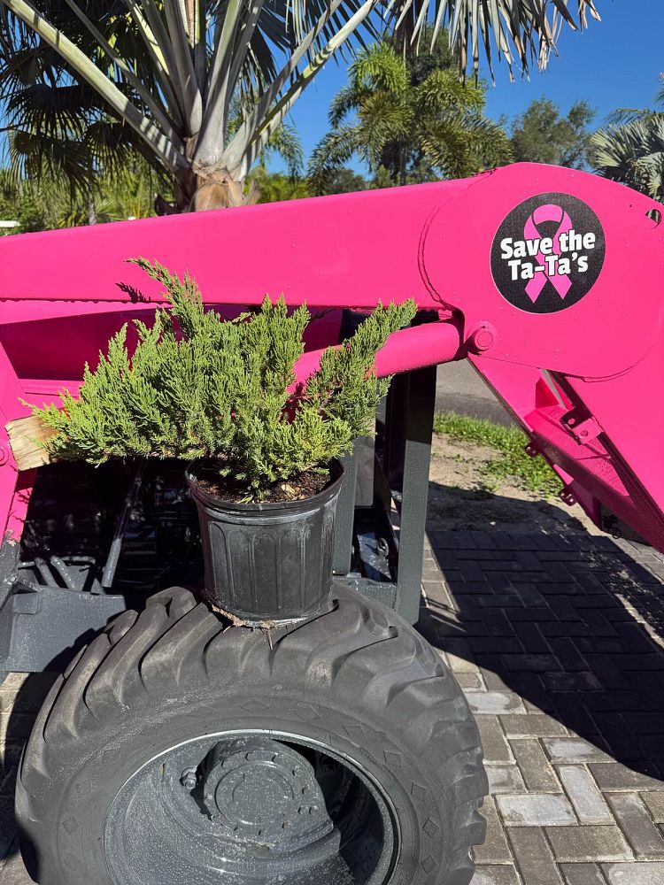 juniperus-chinensis-parsonii-chinese-juniper