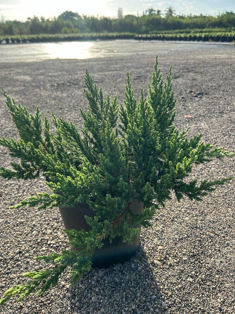 juniperus-chinensis-parsonii-chinese-juniper