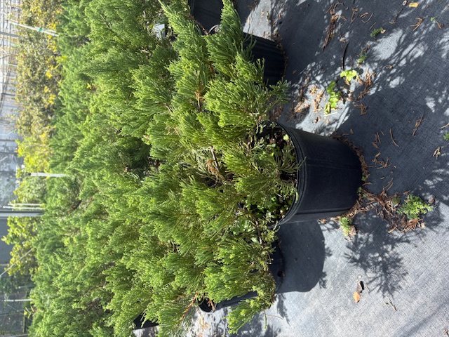 juniperus-chinensis-parsonii-chinese-juniper