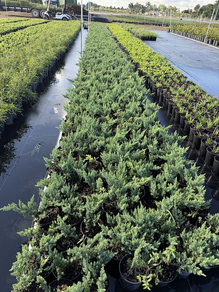 juniperus-chinensis-parsonii-chinese-juniper