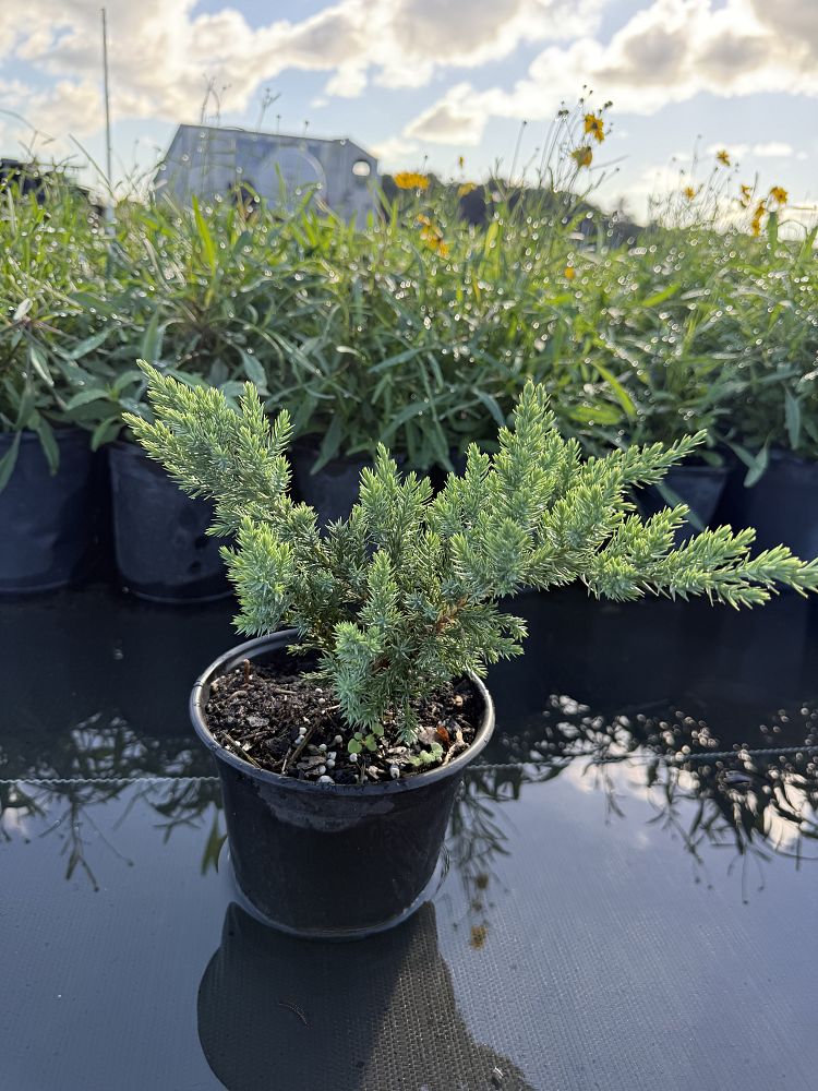 juniperus-chinensis-parsonii-chinese-juniper